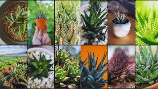 HAWORTHIA VARIETIES  Plants Weekly [upl. by Woodcock]