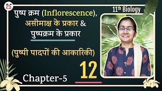 L12 पुष्प क्रम Inflorescence असीमाक्ष के प्रकार amp पुष्पक्रम के प्रकार  अध्याय5 11th Biology [upl. by Flavius]