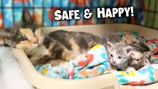 Rescued Momma Cat and her 4 Tiny Kittens [upl. by Hubing]