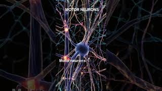 quotMotor Neurons The Nerve Pathways That Initiate Muscle Contractionquot [upl. by Hoang]