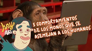 5 comportamientos de los monos que se asemejan a los humanos  Hey Arnoldo [upl. by Tiossem]