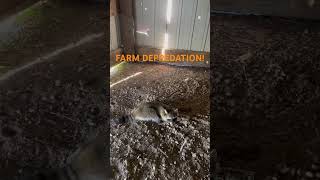 FARM DEPREDATION TRAPPING duketraps trapping [upl. by Selrahc145]