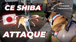 CE SHIBA DE TOKYO SATTAQUE AU MALINOIS [upl. by Anneirda]