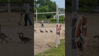 A bunch of geese are going to the lake Huron Rogers City Michigan shortsvideo shorts geese [upl. by Enyawed]