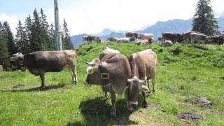 Allgäuer Alpen  Birgsautal  Fellhorn  2013 [upl. by Notla]