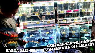 REVIEW HARGA IKAN CHANNA TERBARUHARGA MULAI DARI 40K BISA BAWA PULANG IKAN CHANNA DI LAPAK [upl. by Carmelita]