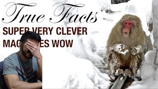 True Facts Macaques zefrank1 CG Reaction [upl. by Jane]