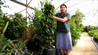 Vanilla Vine Orchid  How to Grow in a Pot and Keep Dwarfed [upl. by Ramsey]