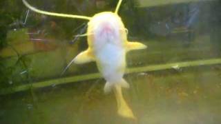 albino meerval in aquarium albino welscatfishsilurus glanis [upl. by Lacy37]