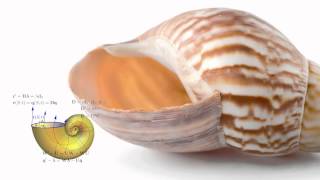 The Mathematics of Sea Shells [upl. by Mlehliw]