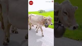 🐄🏠 Switzerland 🇨🇭 🌺 Cow Festival  Swiss Cow Parade  Alpabzug Ababfahrt  swiss [upl. by Kinom]