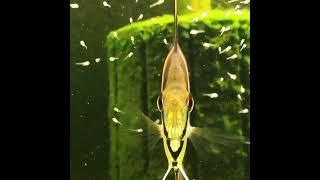 angelfishbreeding angelfish 6 November 2024 viralvideo tranding short aquarium [upl. by Ellehsor630]