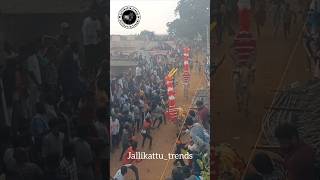 Jallikattu 2024  jallikattu jallikattutrends chittoorjallikattu reels viralvideo shorts yt [upl. by Jinny906]