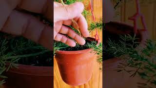 Helecho plantas jardineando tipsplantas jardines jardin helechos jardinencasa plantastips [upl. by Blanding]