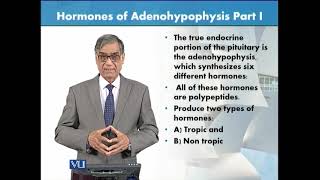 Hormones of Adenohypophysis  Part 1  Animal Form amp Function 1 Theory  ZOO516TTopic126 [upl. by Marwin]