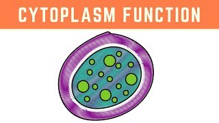 Cytoplasm Function  More than just the clear liquid of the Cell [upl. by Rickey]