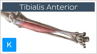 Tibialis Anterior Muscle  Origins amp Function  Human Anatomy  Kenhub [upl. by Batory]