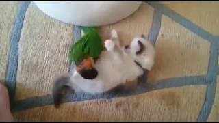 Cat Vs Parrot Unbelievable Friendship [upl. by Baggett]