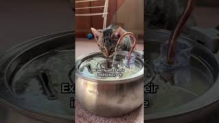 This Viral Fountain Is Helping Cats Around The World 🐈 [upl. by Liz]