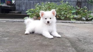 Indian Spitz  Indian Spitz puppy  puppy video [upl. by Nitsugua]