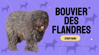 Bouvier des Flandres Ultimate Guide Care Training amp Breed Facts [upl. by Ceporah443]