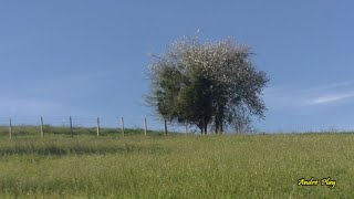 balade chemin du Lyet au dessus de Cornillon le 13 avril 2024 [upl. by Lewert985]