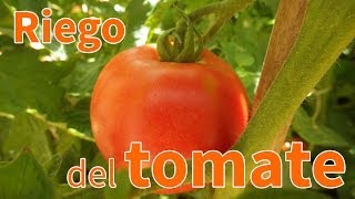 Cómo regar los tomates  Planeta Huerto [upl. by Watanabe]