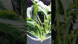 Mustard Greens Recipe  Boiled Laisak tribalfoods northeastindia shorts ytshorts [upl. by Devin]