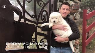 Italian Maremma Livestock Guardian Sheepdogs [upl. by Sparke]