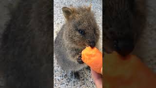 Quokka Rottnest Island [upl. by Kast]