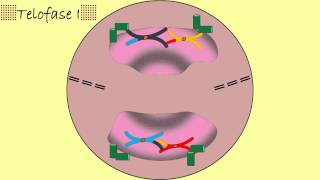 Meiosis  animación [upl. by Kcir]