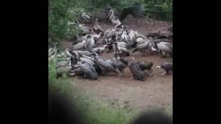 Victoria Falls Safari Lodge Vulture Culture Experience [upl. by Cioban]