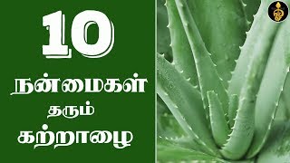 katralai benefits in Tamil  சோற்று கற்றாழை பயன்கள்  Katralai uses  Sotru katralai payangal [upl. by Gnim427]