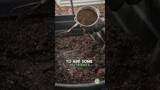 Can you reuse old potting soil [upl. by Coombs840]