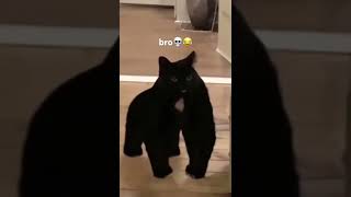 cat turns into gorilla [upl. by Anetsirk]