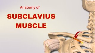 Subclavius Muscle Anatomy  Muscle of Pectoral Region  Doctor Speaks [upl. by Cawley55]