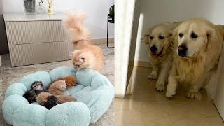 Funny Reaction of Golden Retrievers to Kittens in a Cat Bed [upl. by Norabal]