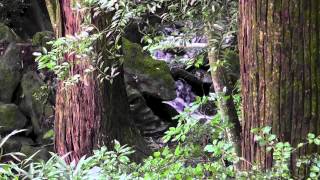 Nature scenes in Japan  summer flowers and ferns [upl. by Narak]