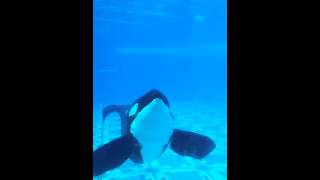 Tilikum Training Session Alien [upl. by Okkin]