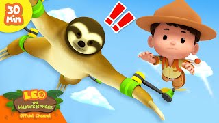 FLYING SLOTH  Tree Dwellers  Leo the Wildlife Ranger  Kids Cartoons [upl. by Kcaz]