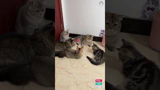 Tingkah lucu kucing part32 fypシ゚viral funny viralshort kucinglucu [upl. by Shalne]