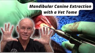 Mandibular Canine Extraction with a Vet Tome [upl. by Weir]