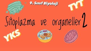 9sınıf Sitoplazma ve organeller 2 [upl. by Yrellav378]