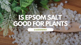 Is Epsom Salt Good For Plants [upl. by Carnay]