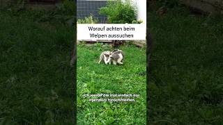 Worauf achten beim Hundewelpen aussuchen [upl. by Quick]