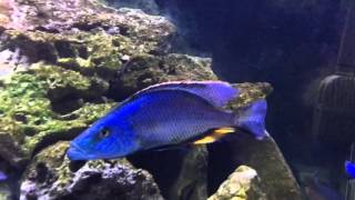 Dimidiochromis compressiceps [upl. by Notna]