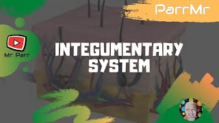 Integumentary System Song [upl. by Cobb360]