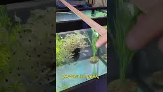 400 piranha vs fish head  youtubeshorts shorts shortvideo fishing attack river halloween [upl. by Tillford]