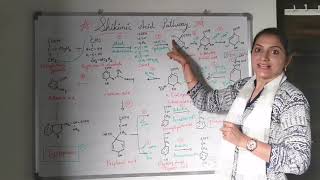 CHAPTER 1 TOPIC 2 SHIKIMIC ACID PATHWAY in Detail [upl. by Witte]