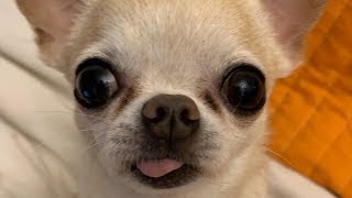 Chihuahua  Cute And Funny Chihuahuas Video Compilation [upl. by Reade748]